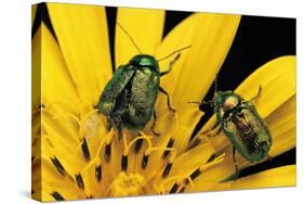 Cryptocephalus Hypochaeridis (Green Leaf Beetle)-Paul Starosta-Stretched Canvas