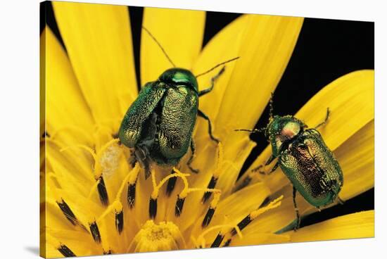 Cryptocephalus Hypochaeridis (Green Leaf Beetle)-Paul Starosta-Stretched Canvas