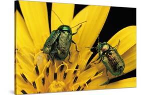 Cryptocephalus Hypochaeridis (Green Leaf Beetle)-Paul Starosta-Stretched Canvas