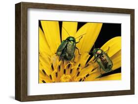 Cryptocephalus Hypochaeridis (Green Leaf Beetle)-Paul Starosta-Framed Photographic Print