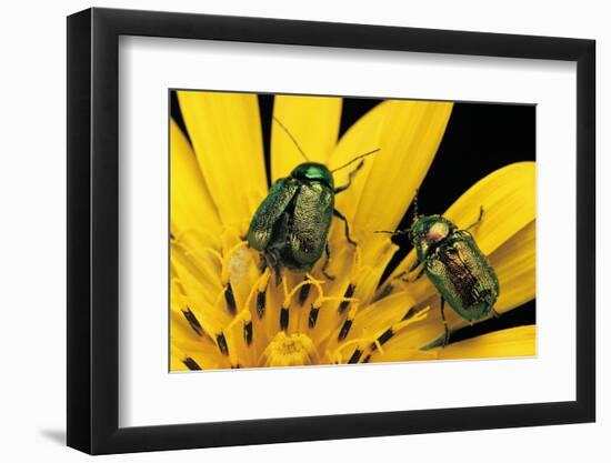 Cryptocephalus Hypochaeridis (Green Leaf Beetle)-Paul Starosta-Framed Photographic Print