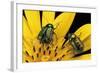 Cryptocephalus Hypochaeridis (Green Leaf Beetle)-Paul Starosta-Framed Photographic Print