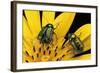 Cryptocephalus Hypochaeridis (Green Leaf Beetle)-Paul Starosta-Framed Photographic Print