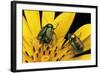 Cryptocephalus Hypochaeridis (Green Leaf Beetle)-Paul Starosta-Framed Photographic Print