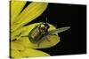 Cryptocephalus Sericeus (Cylindrical Leaf Beetles)-Paul Starosta-Stretched Canvas