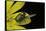 Cryptocephalus Sericeus (Cylindrical Leaf Beetles)-Paul Starosta-Framed Stretched Canvas