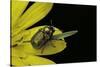 Cryptocephalus Sericeus (Cylindrical Leaf Beetles)-Paul Starosta-Stretched Canvas