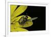 Cryptocephalus Sericeus (Cylindrical Leaf Beetles)-Paul Starosta-Framed Photographic Print