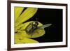 Cryptocephalus Sericeus (Cylindrical Leaf Beetles)-Paul Starosta-Framed Photographic Print