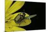 Cryptocephalus Sericeus (Cylindrical Leaf Beetles)-Paul Starosta-Mounted Photographic Print