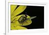 Cryptocephalus Sericeus (Cylindrical Leaf Beetles)-Paul Starosta-Framed Photographic Print