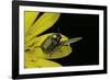 Cryptocephalus Sericeus (Cylindrical Leaf Beetles)-Paul Starosta-Framed Photographic Print