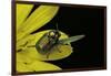 Cryptocephalus Sericeus (Cylindrical Leaf Beetles)-Paul Starosta-Framed Photographic Print