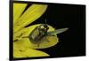 Cryptocephalus Sericeus (Cylindrical Leaf Beetles)-Paul Starosta-Framed Photographic Print