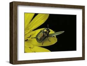 Cryptocephalus Sericeus (Cylindrical Leaf Beetles)-Paul Starosta-Framed Photographic Print
