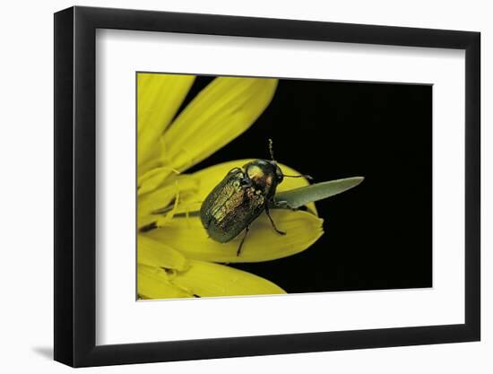 Cryptocephalus Sericeus (Cylindrical Leaf Beetles)-Paul Starosta-Framed Photographic Print