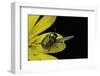 Cryptocephalus Sericeus (Cylindrical Leaf Beetles)-Paul Starosta-Framed Photographic Print