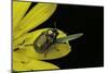 Cryptocephalus Sericeus (Cylindrical Leaf Beetles)-Paul Starosta-Mounted Photographic Print