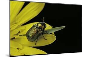 Cryptocephalus Sericeus (Cylindrical Leaf Beetles)-Paul Starosta-Mounted Photographic Print