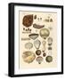 Cryptograms Plants-null-Framed Giclee Print