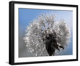 Crystal Clear Bouquet-Mikio Watanabe-Framed Art Print