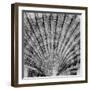 Crystal Cove #40-Alan Blaustein-Framed Photographic Print