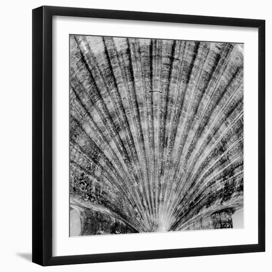 Crystal Cove #40-Alan Blaustein-Framed Photographic Print