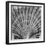 Crystal Cove #40-Alan Blaustein-Framed Photographic Print