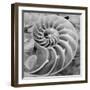 Crystal Cove #44-Alan Blaustein-Framed Photographic Print