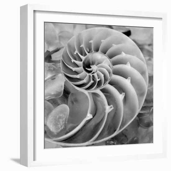 Crystal Cove #44-Alan Blaustein-Framed Photographic Print