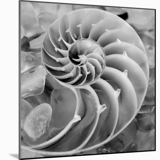 Crystal Cove #44-Alan Blaustein-Mounted Photographic Print