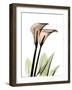 Crystal Flowers, Lily Pair-Albert Koetsier-Framed Art Print