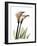 Crystal Flowers, Lily Pair-Albert Koetsier-Framed Art Print