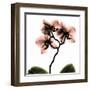 Crystal Flowers X-ray, Orchid-Albert Koetsier-Framed Art Print