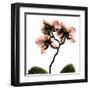 Crystal Flowers X-ray, Orchid-Albert Koetsier-Framed Art Print