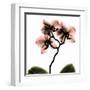 Crystal Flowers X-ray, Orchid-Albert Koetsier-Framed Art Print