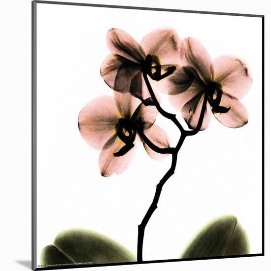 Crystal Flowers X-ray, Orchid-Albert Koetsier-Mounted Art Print