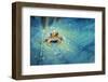 Crystal Guard-Robby Fakhriannur-Framed Photographic Print