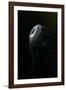 Crystal jellyfish in deep water, Norway-Franco Banfi-Framed Photographic Print