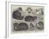 Crystal Palace Cat Show-null-Framed Giclee Print