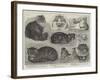 Crystal Palace Cat Show-null-Framed Giclee Print