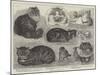 Crystal Palace Cat Show-null-Mounted Giclee Print