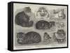 Crystal Palace Cat Show-null-Framed Stretched Canvas