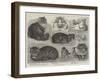 Crystal Palace Cat Show-null-Framed Giclee Print