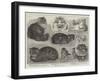 Crystal Palace Cat Show-null-Framed Giclee Print