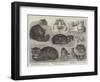 Crystal Palace Cat Show-null-Framed Giclee Print