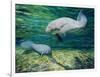 Crystal River Manatee-Lucy P. McTier-Framed Premium Giclee Print