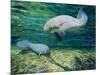 Crystal River Manatee-Lucy P. McTier-Mounted Premium Giclee Print