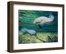 Crystal River Manatee-Lucy P. McTier-Framed Giclee Print