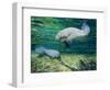 Crystal River Manatee-Lucy P. McTier-Framed Giclee Print